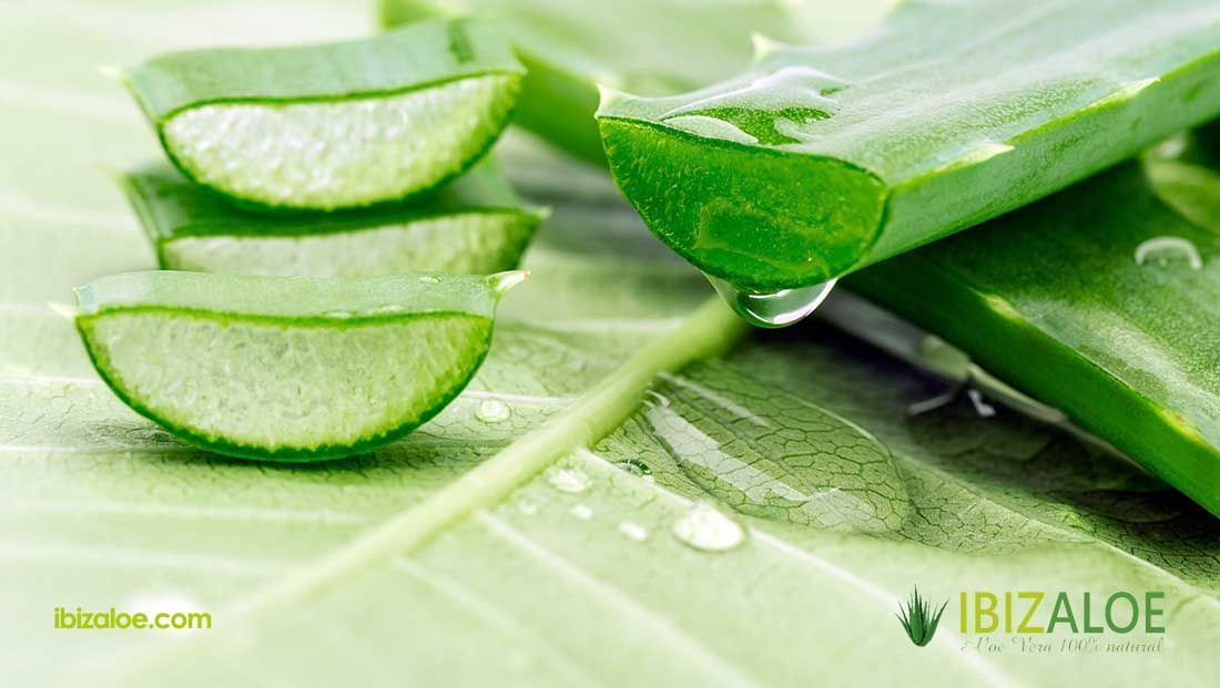 aloe-vera