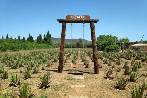 ibizaloe-900x600