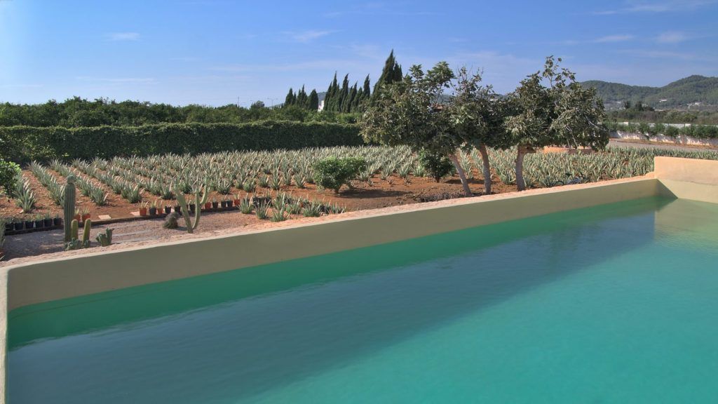 Plantación ecológica de Aloe Vera de Ibizaloe en Ibiza