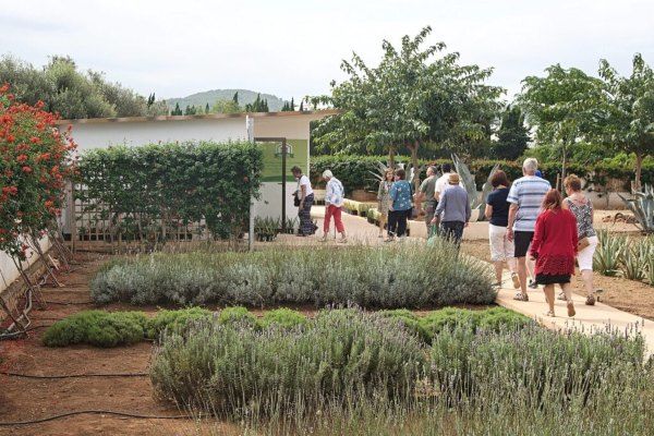 Plantas aromáticas y lavanda en la finca de Ibizaloe